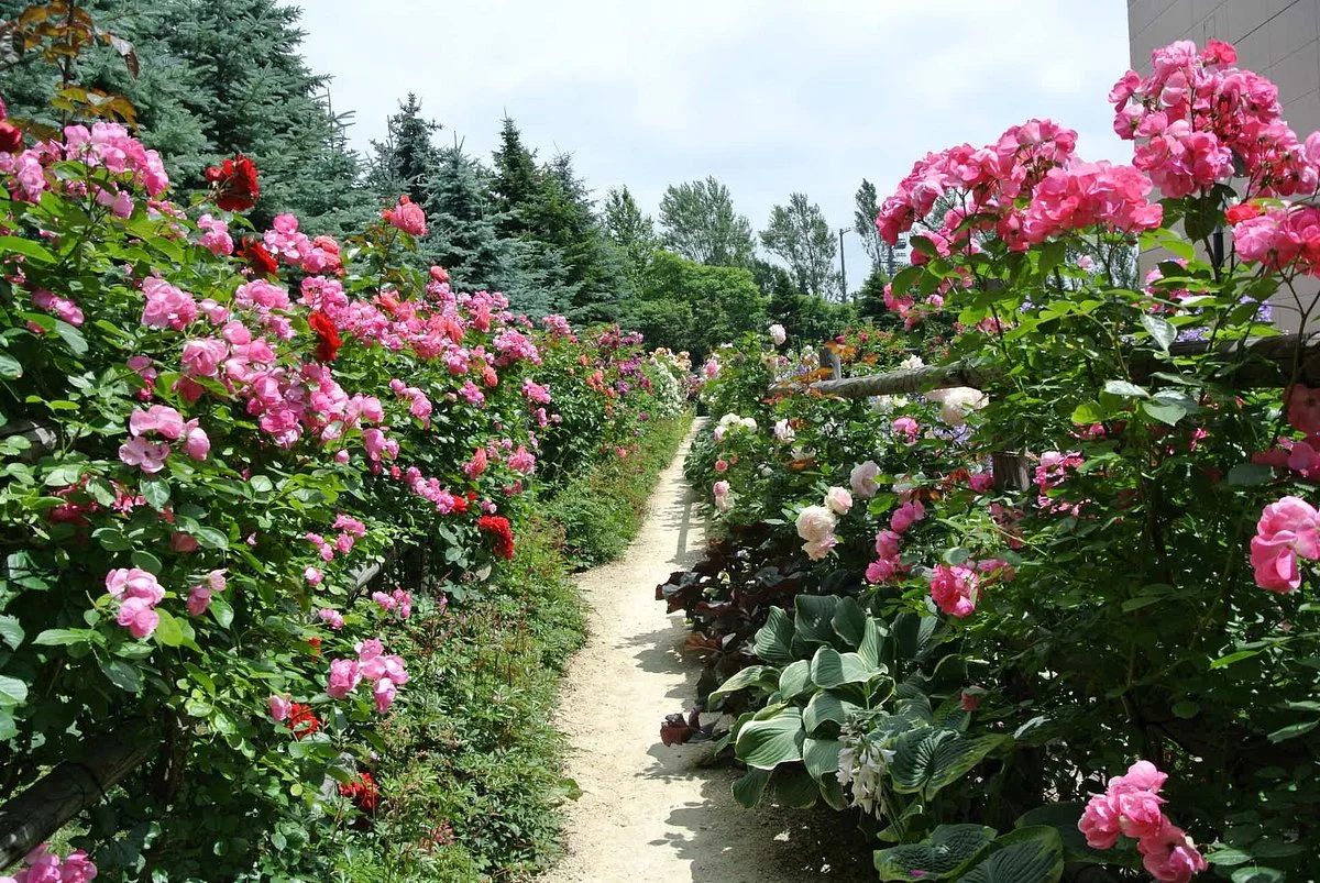 Royce Rose Garden