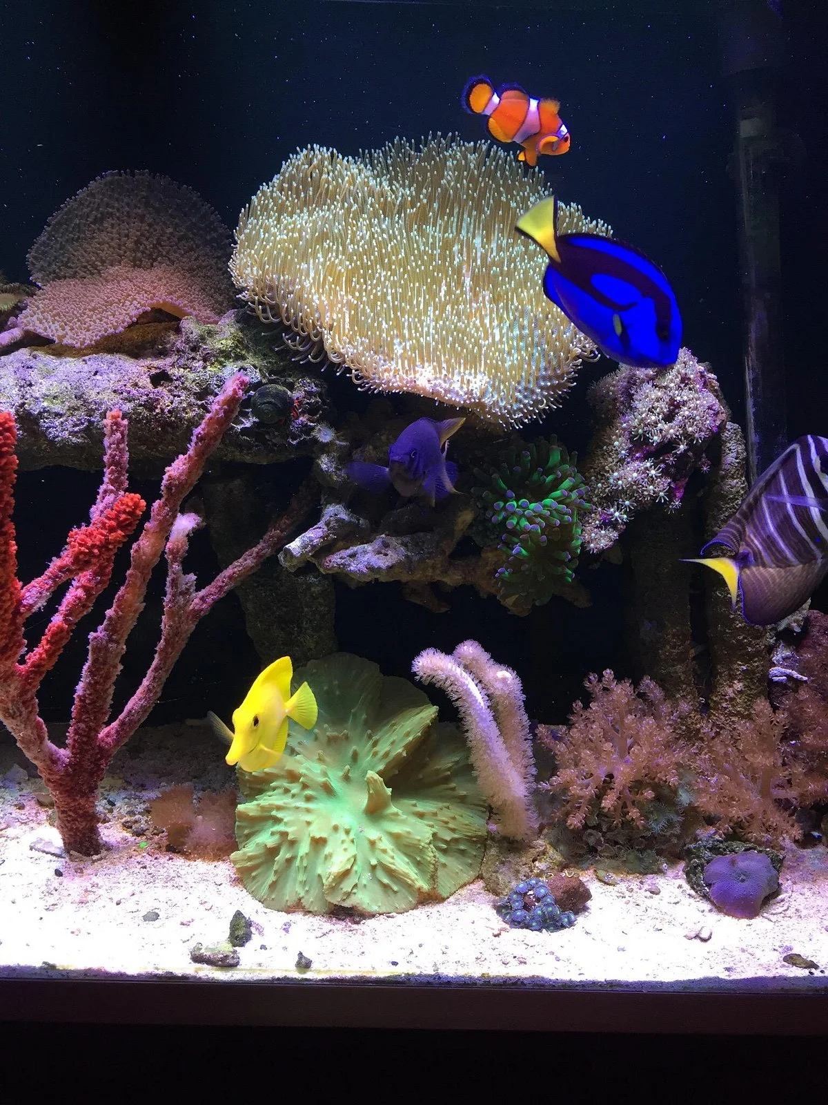 La Pequeña Barrera de Coral