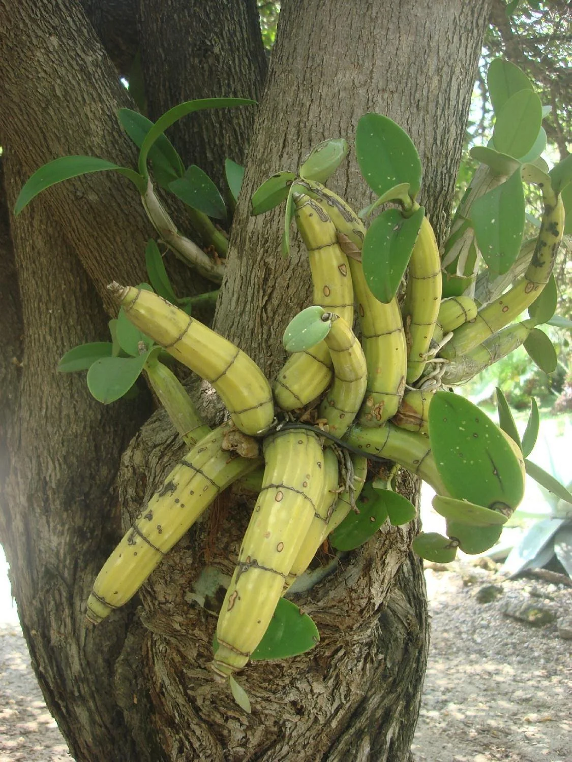 Jardin Etnobotanico