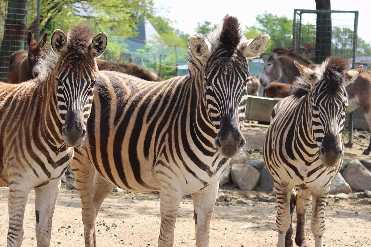 Nasu Safari Park