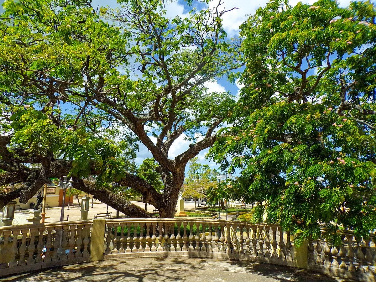 El Paterre