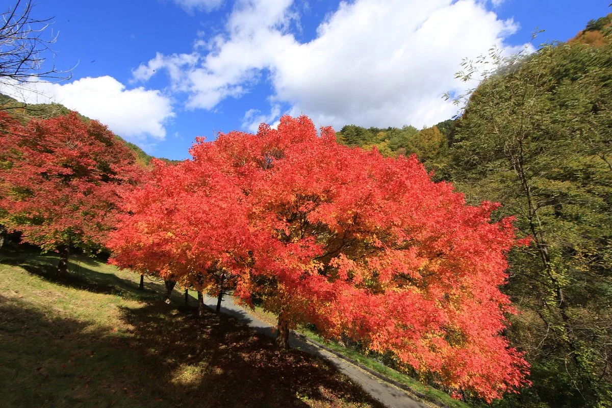 Lake Momiji (Minowa Dam)