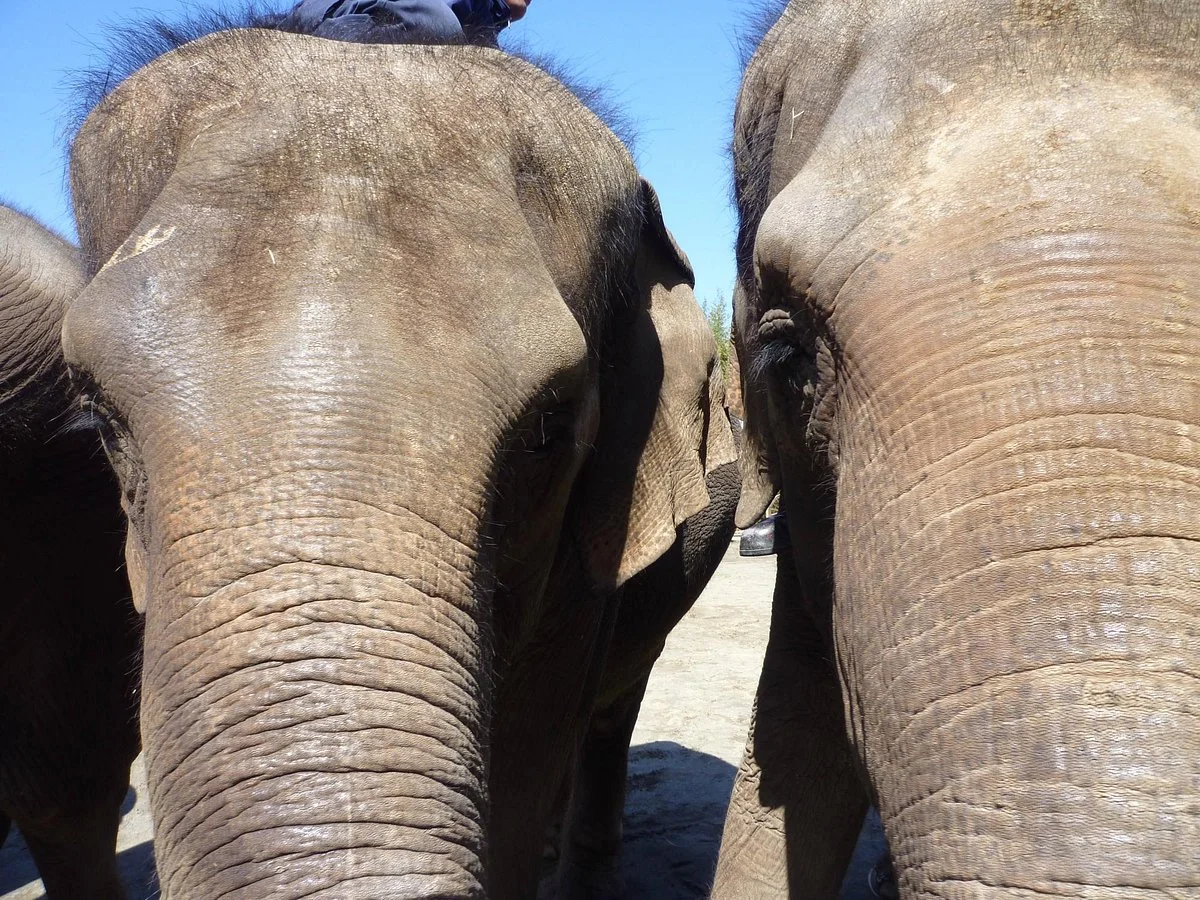 Ichihara Elephant Kingdom