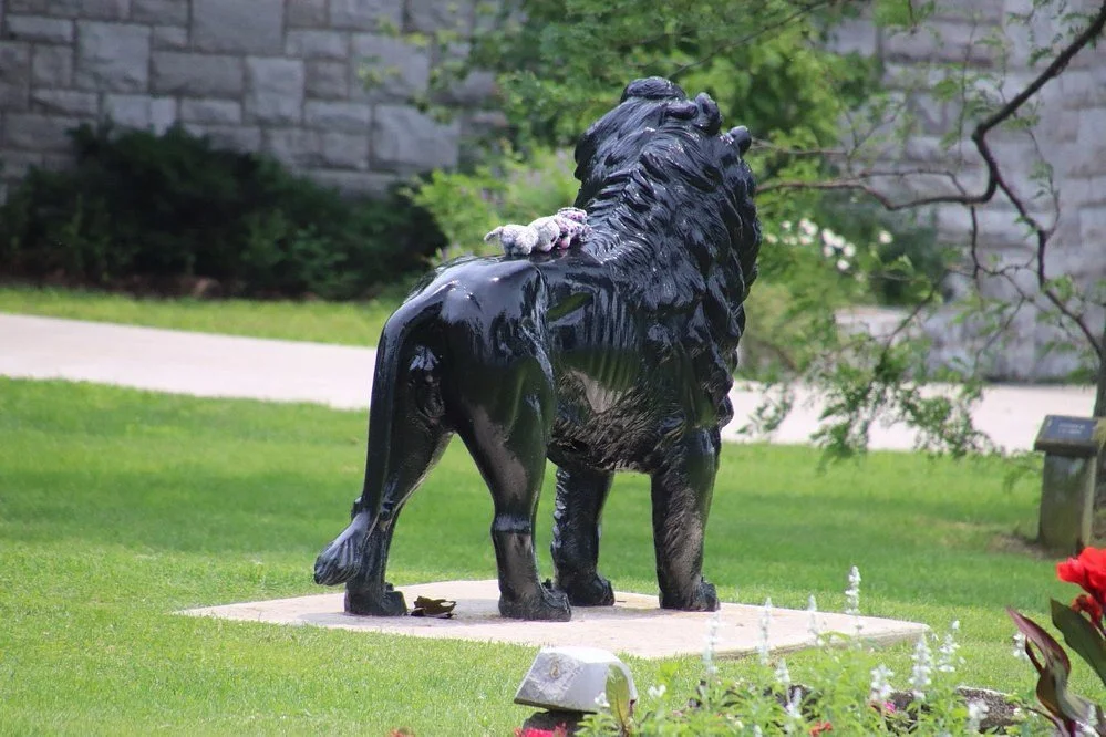 Gaskin Lion