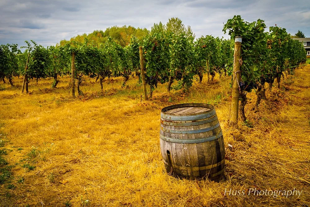 Cooper Mountain Vineyards