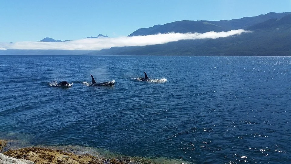 Johnstone Strait
