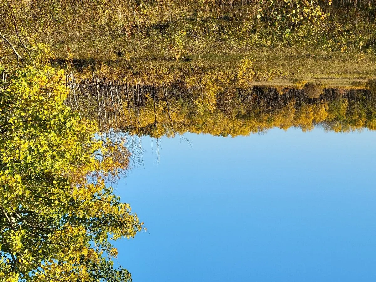 Assiniboine Forest
