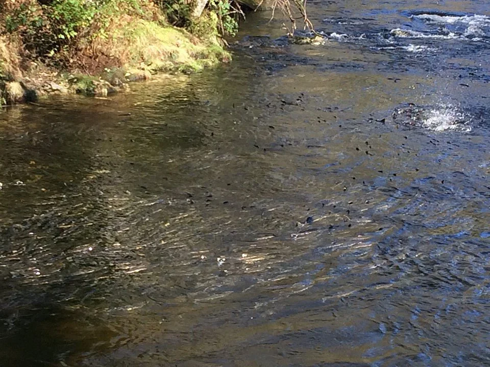 Deer Mountain Hatchery