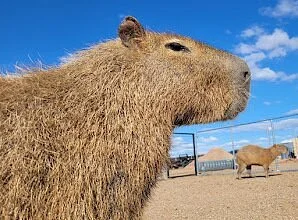 Funny Foot Farm and Tucson Petting Zoo