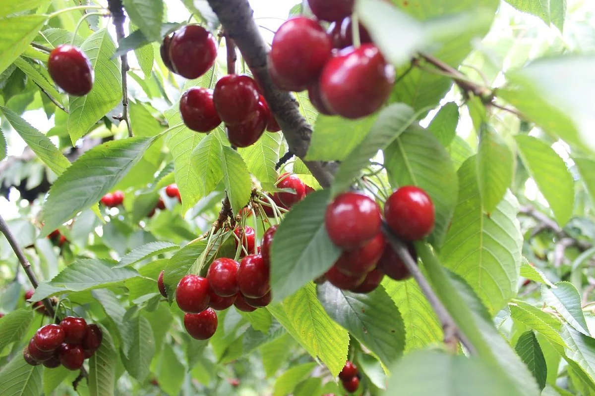 Cherry Avenue Farms