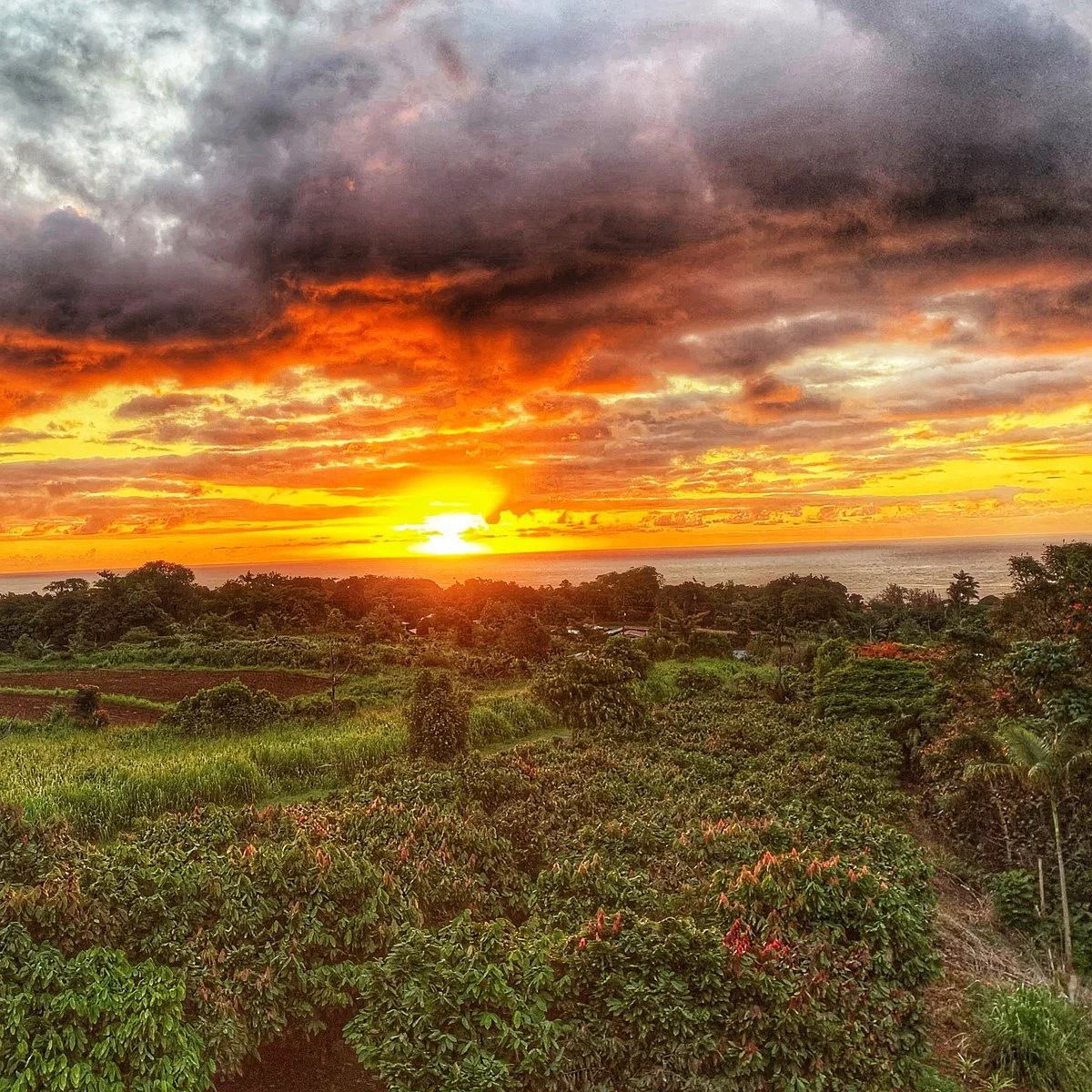 Hamakua Chocolate Farm