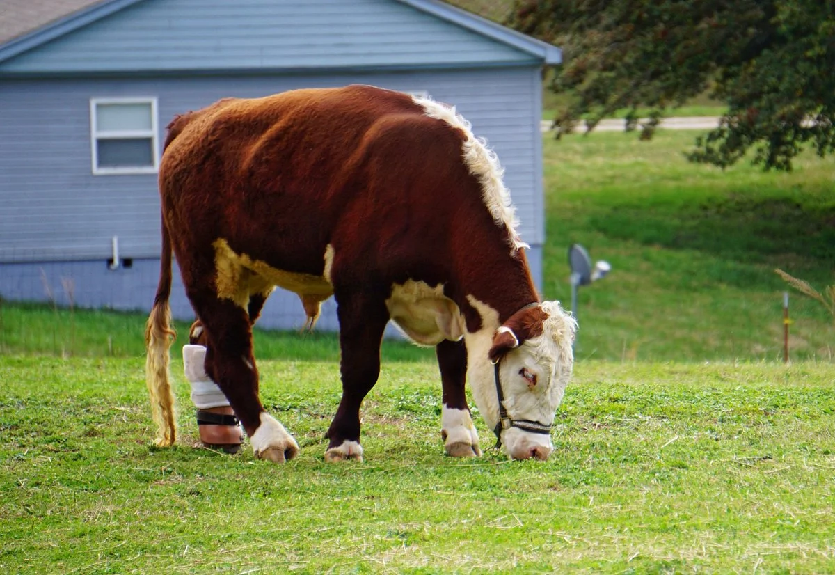 Gentle Barn