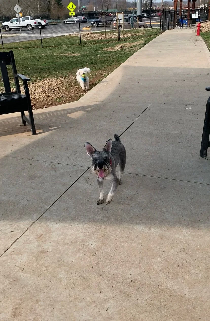 Sevierville's Unleashed PetSafe Dog Park