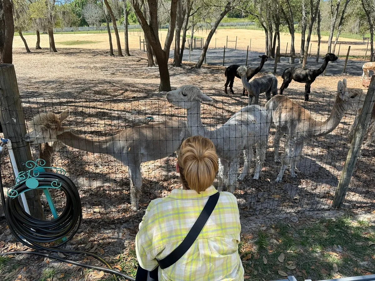 LunaSea Alpaca Farm