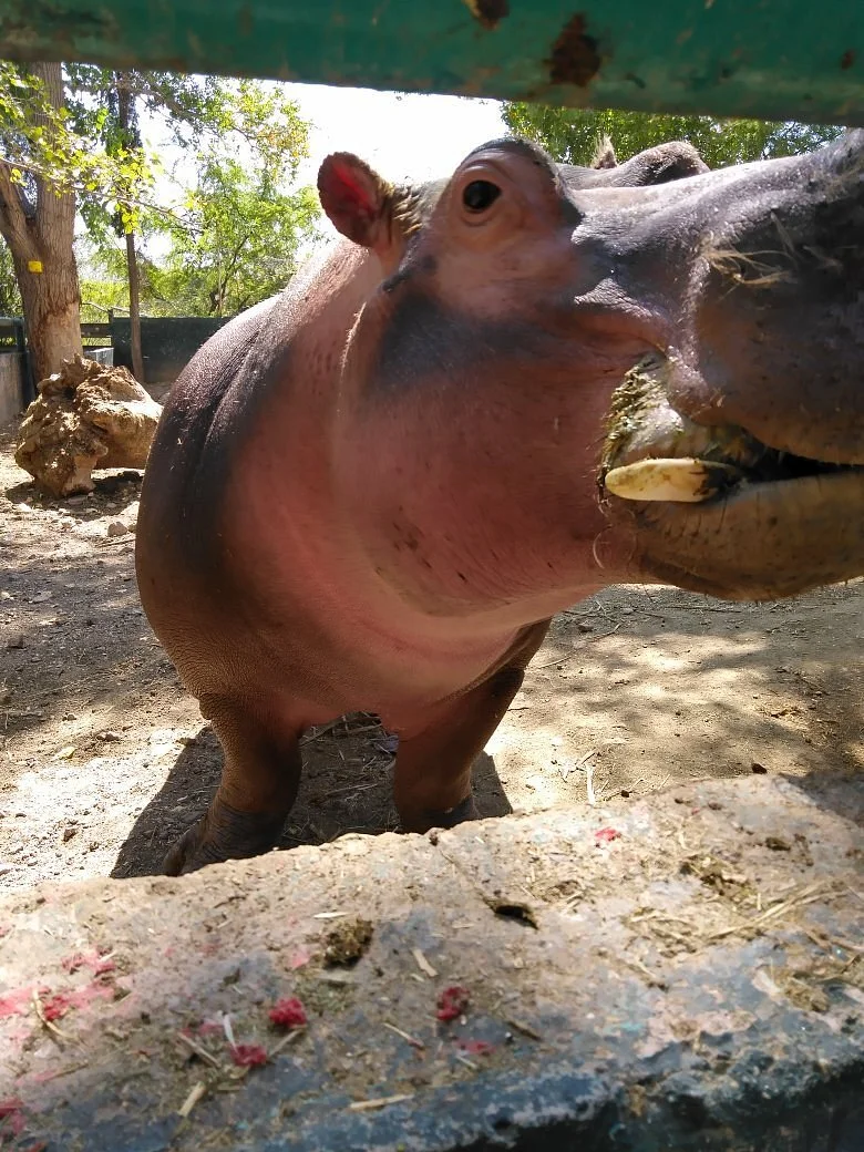 Zoologico de Chihuahua