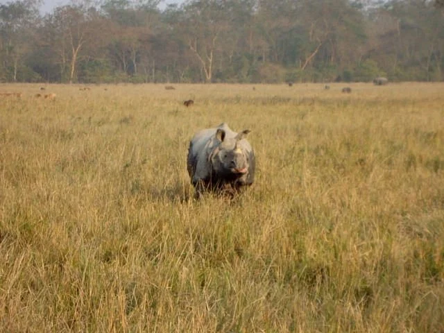 Pobitora Wildlife Sanctuary