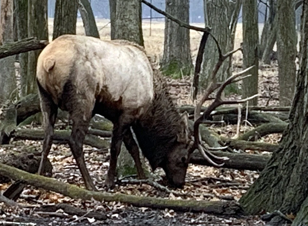 Busse Forest Elk Pasture