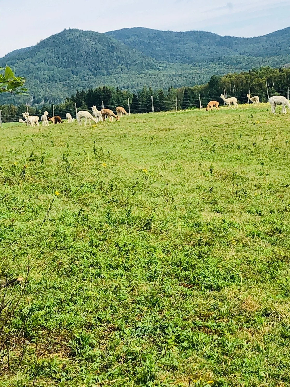 Alpacas Charlevoix