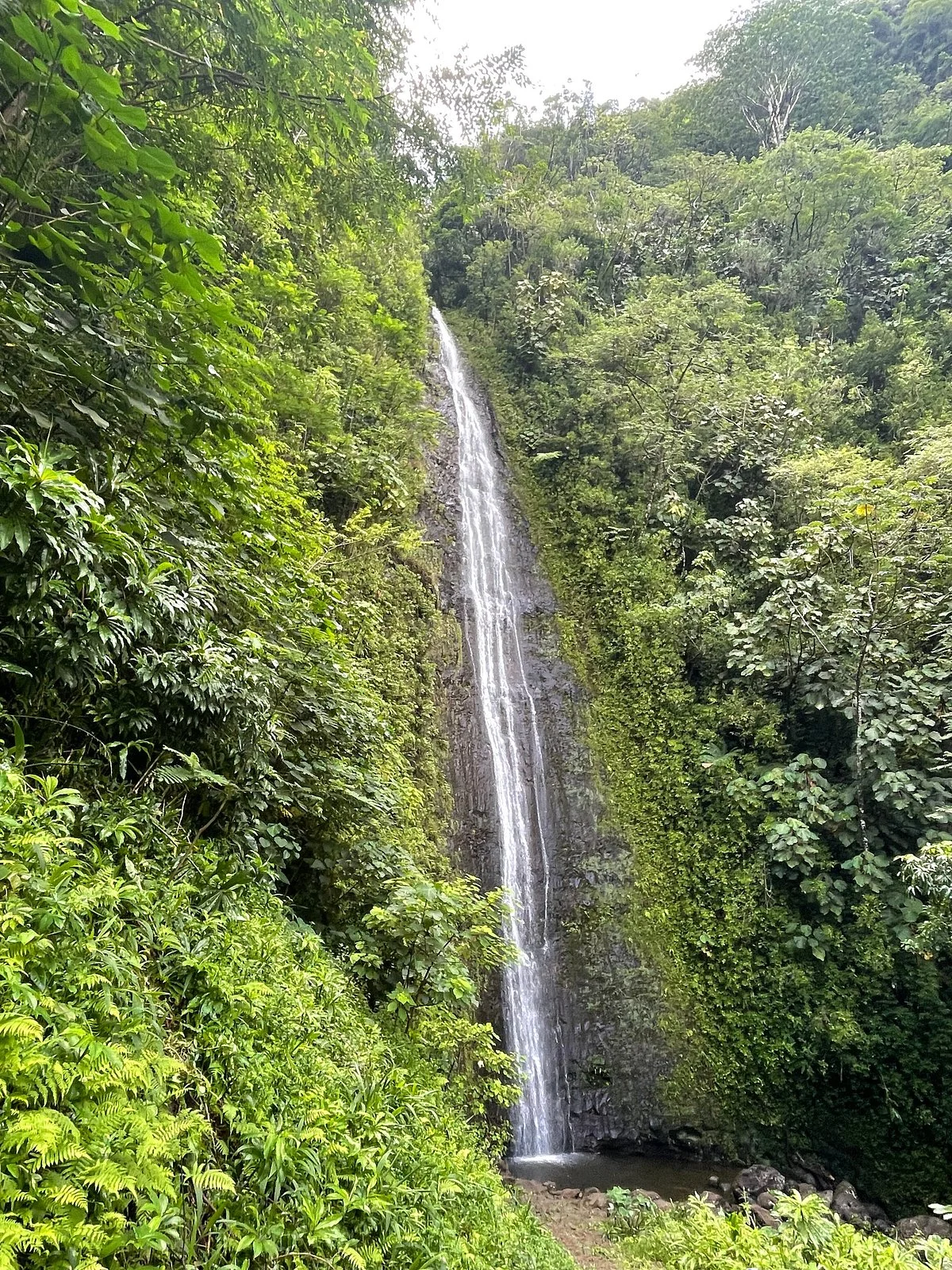Manoa Falls Trail
