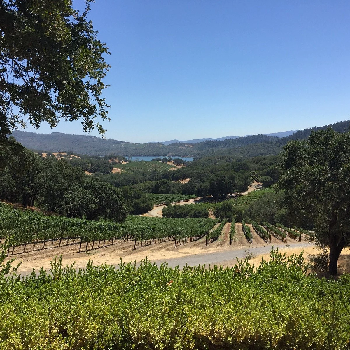Buehler Vineyards