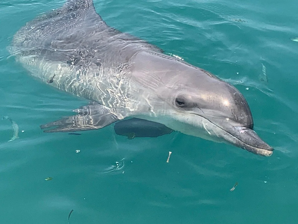 Dolphin Lodge Bali
