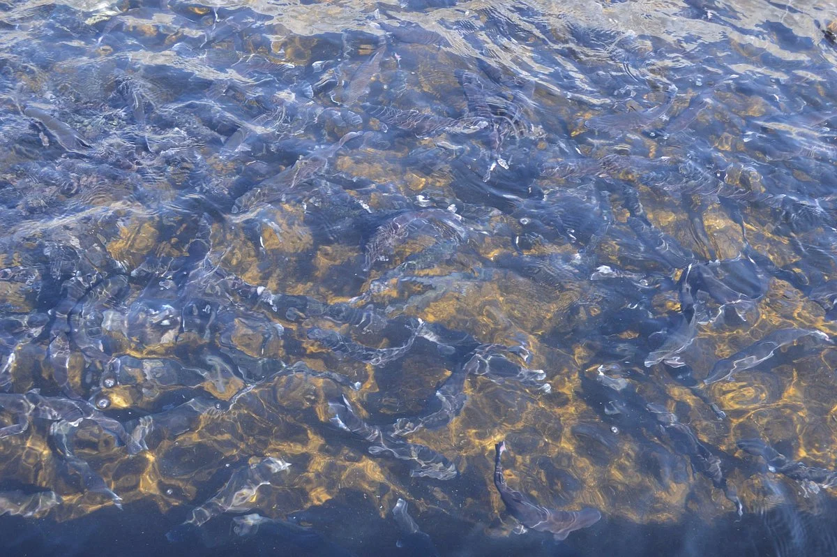 Hot Creek Fish Hatchery