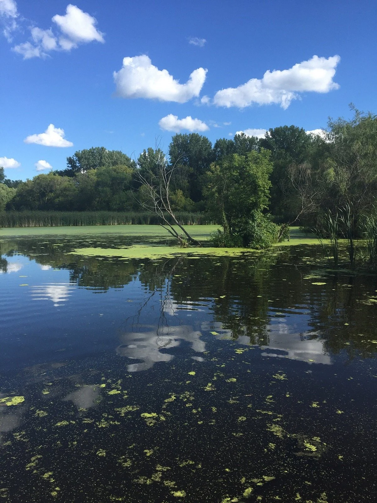 Dodge Nature Center