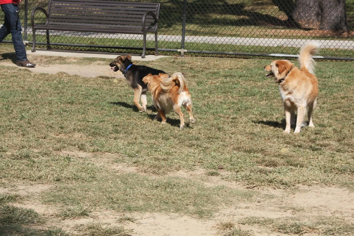 Raising Cane's Dog Park