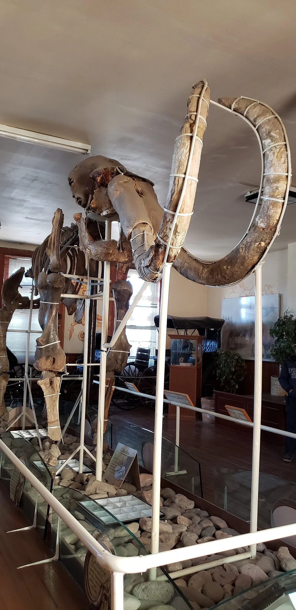 Museo Del Mamoth