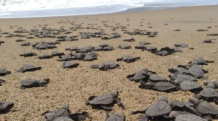 Playa del Almacen
