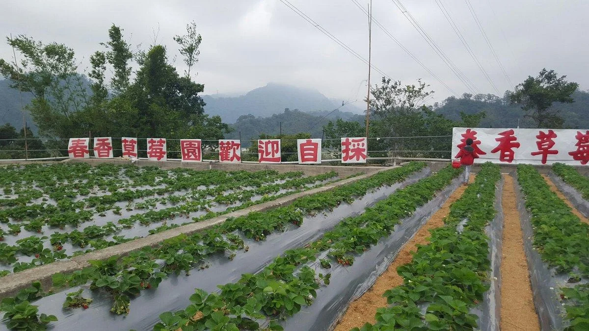 Chun Hsiang Strawberry Farm