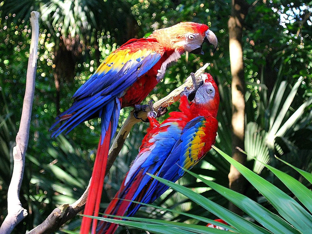 Xaman Ha Aviary
