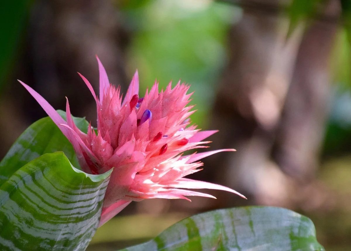 Himi SeasudeBotanical Garden