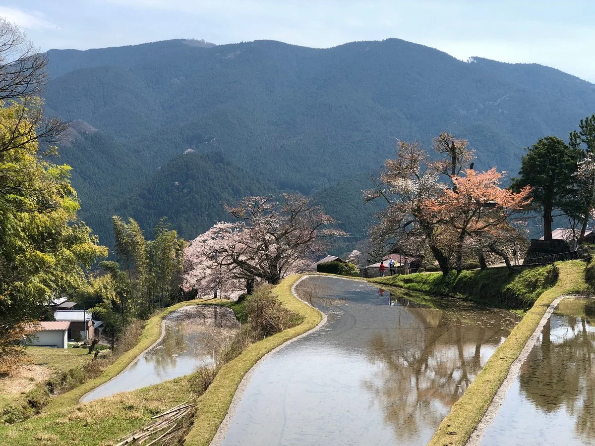 Mitake no Sakura