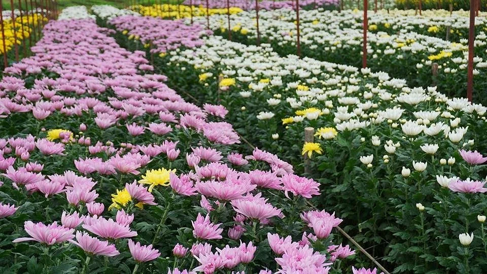 BigTae Garden
