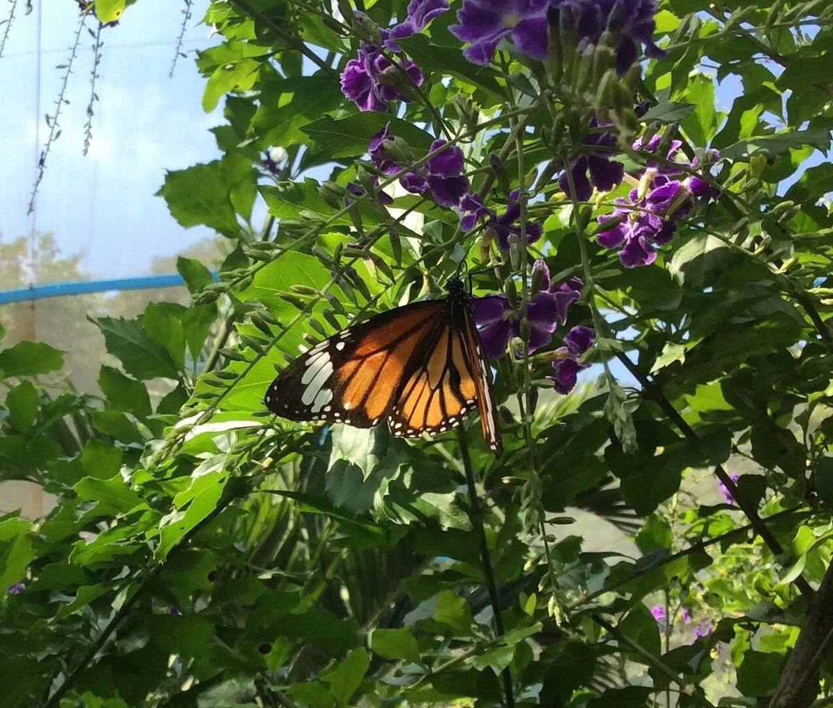 Kep Butterfly Farm