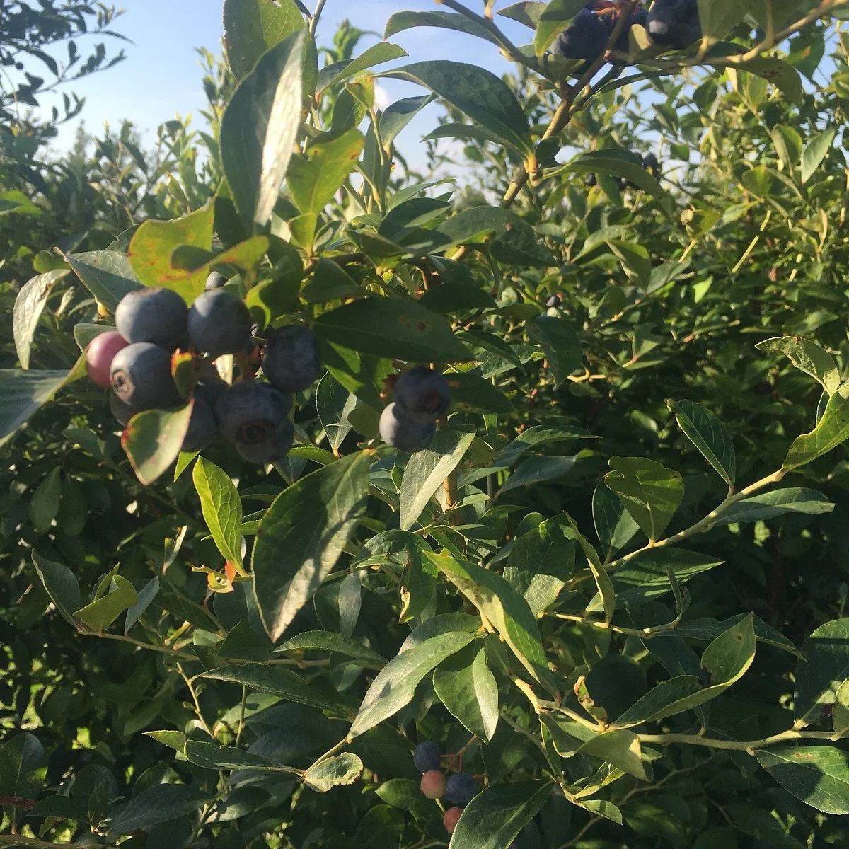 Betty's Berry Farm
