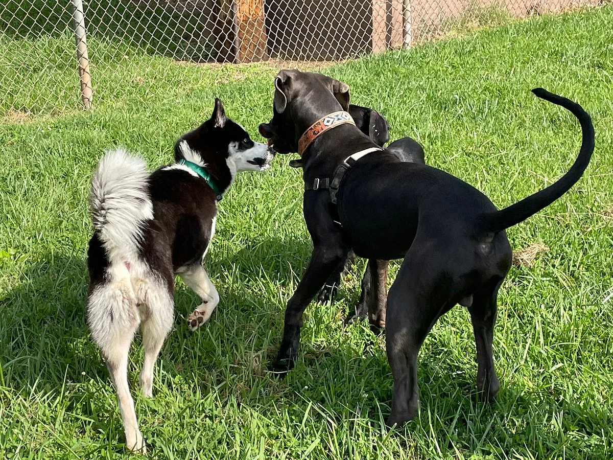 Fairbrook Optimist Dog Park