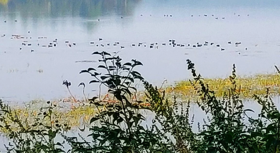 Gorewada Lake
