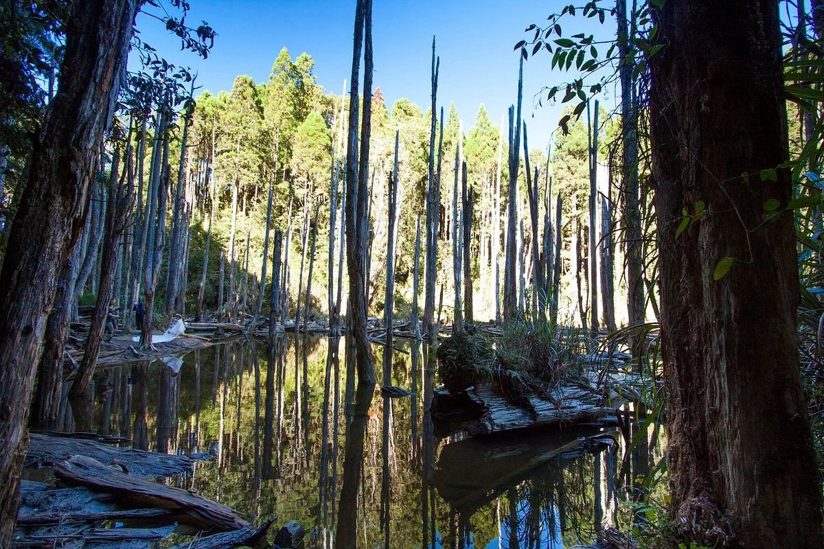 Wangyou Forest