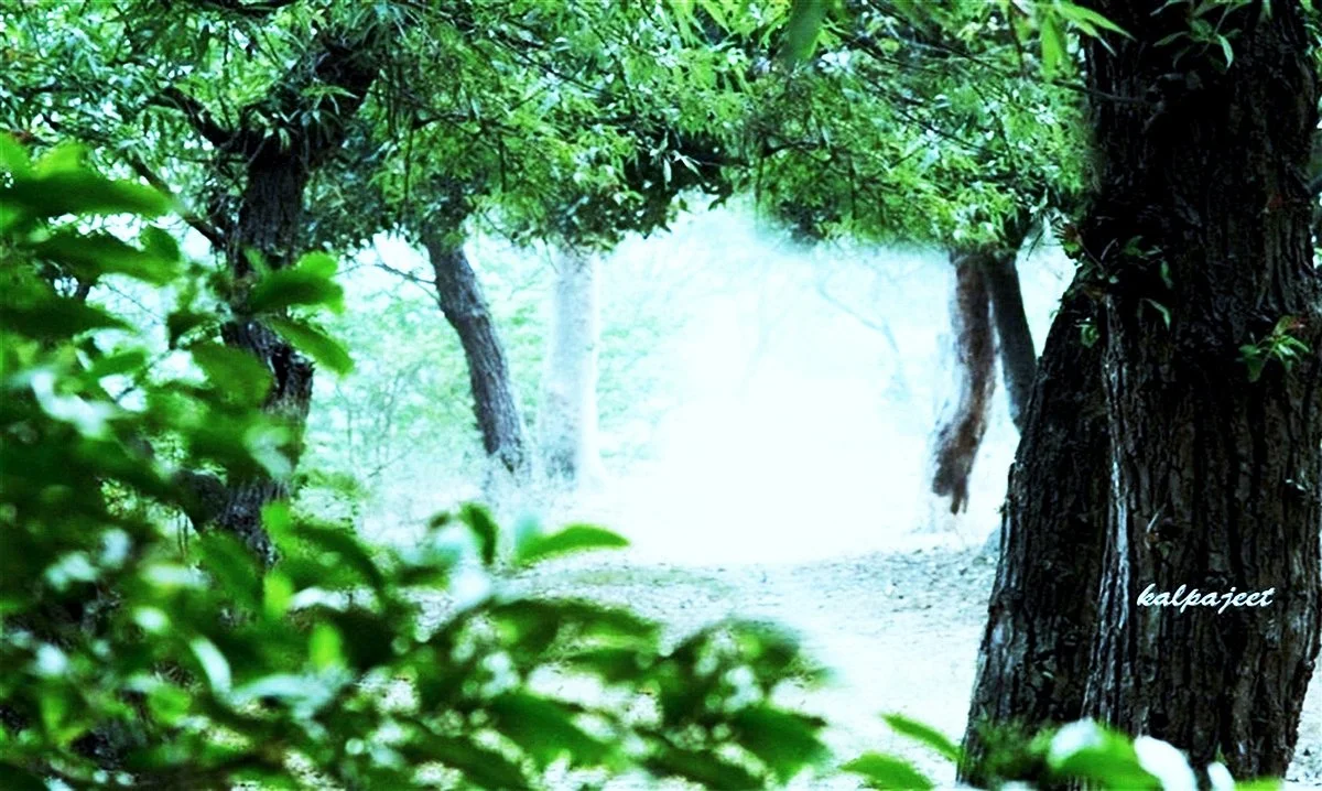 Nawabganj Wildlife Sanctuary