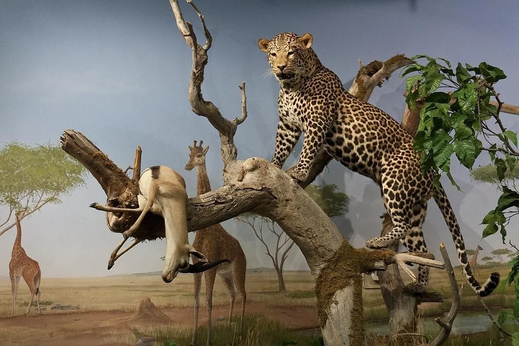 Las Vegas Natural History Museum