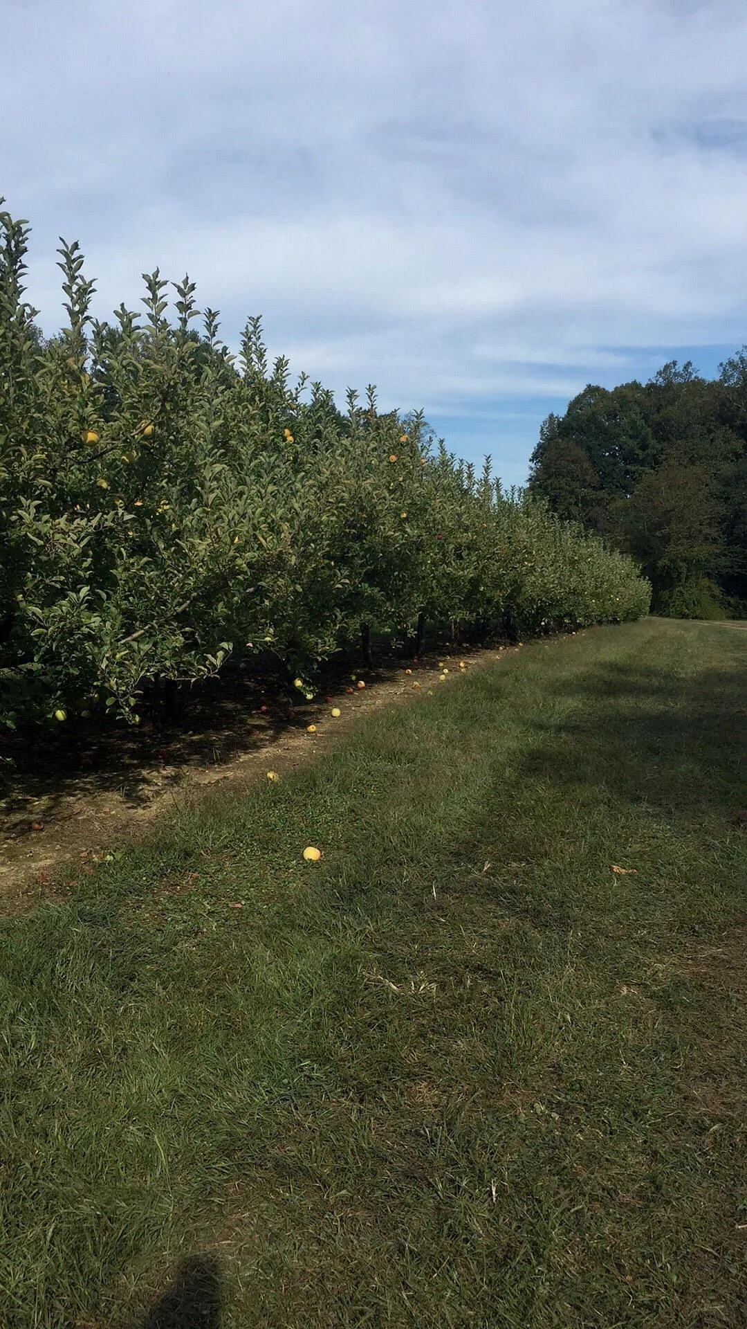Stepp's Hillcrest Orchard