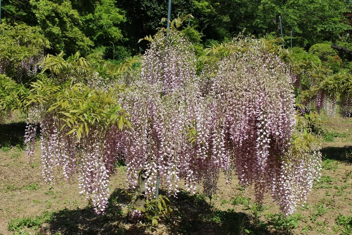 Janohana Yurakuen Garden