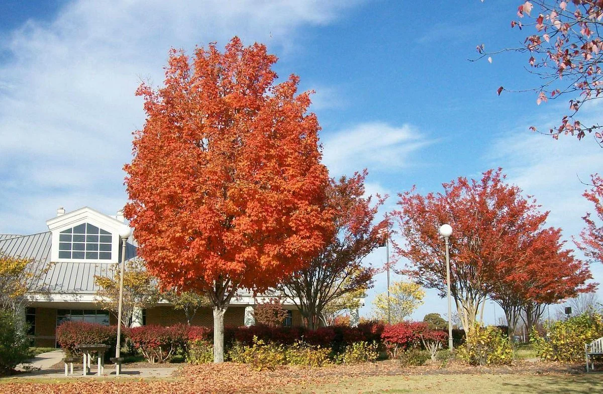 Georgia Visitor Information Center - Lavonia