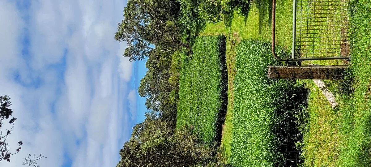 Mauna Kea Tea