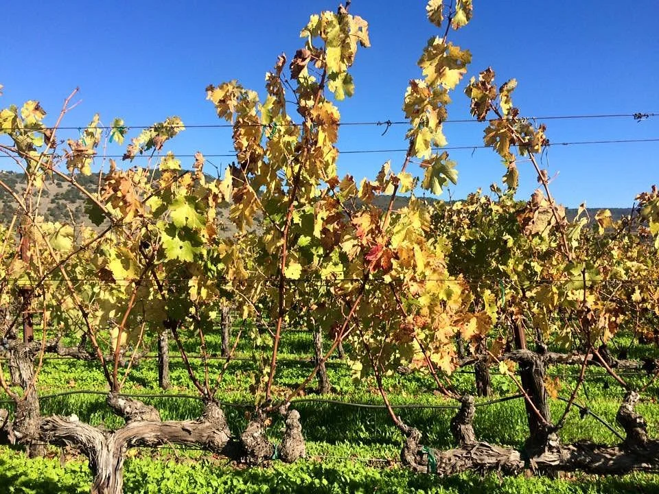 PlumpJack Winery