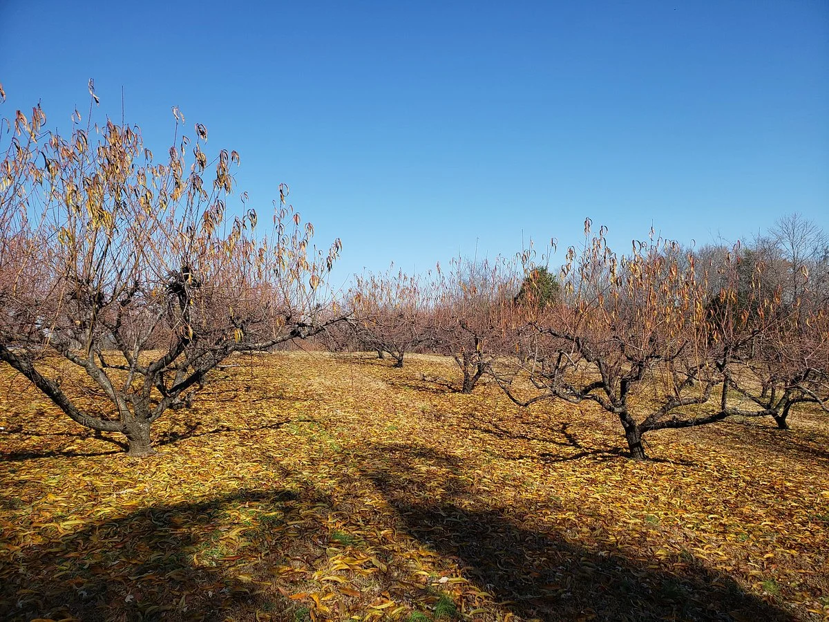 Breeden's Orchard