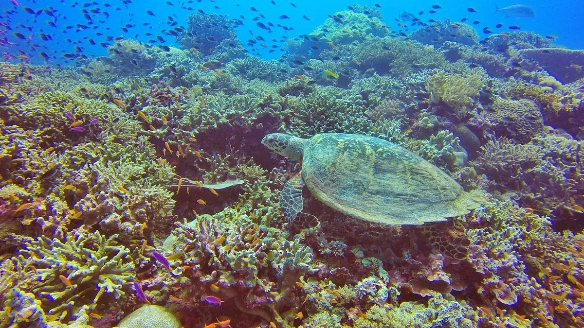 Tubbataha Reef