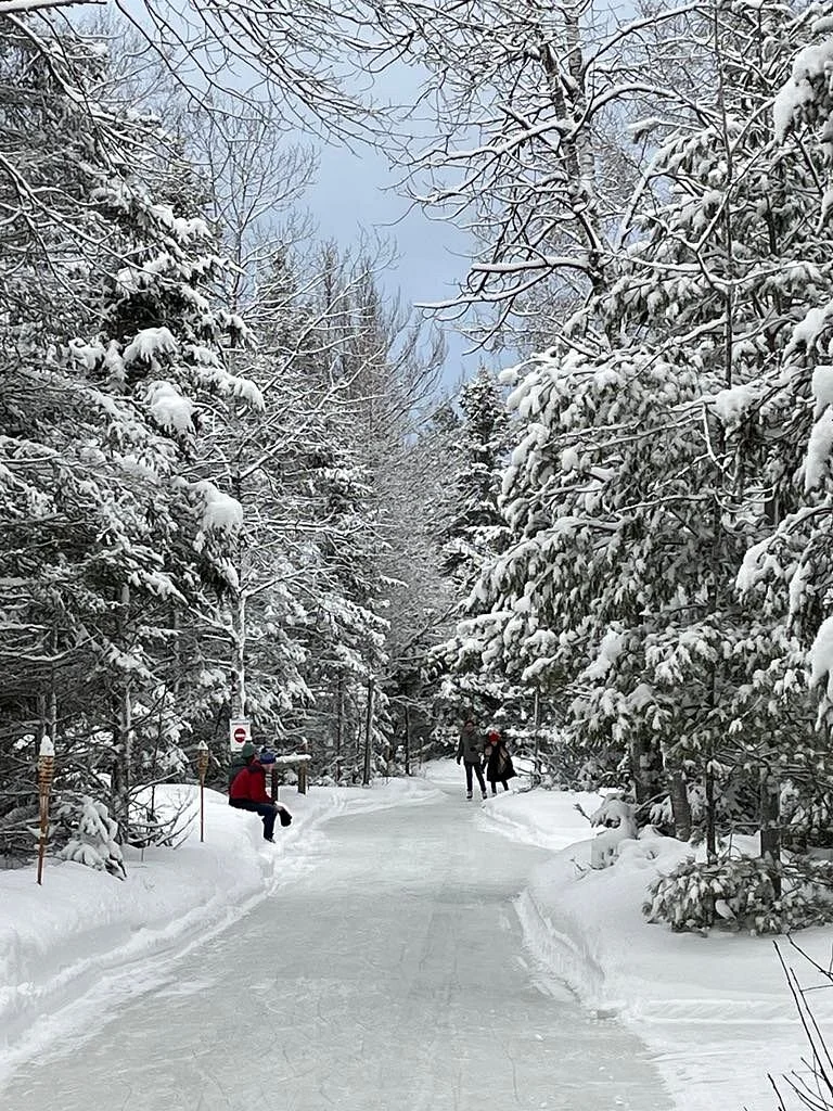 Patinage En Foret
